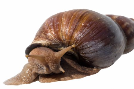 Soft focus studio photography of snail on white background.