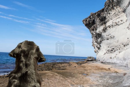 Foto de Enfoque suave primer plano de una cabeza de Labrador en la playa. - Imagen libre de derechos