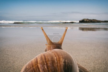 Soft focus of snail on vacation on the beach seen from behind.