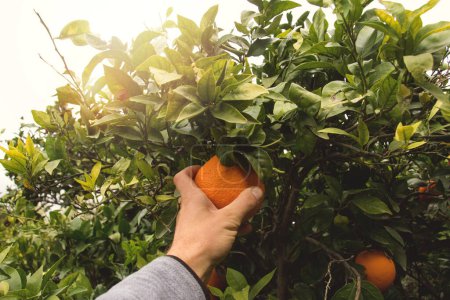 Point of view of hand that collects oranges in an orchard with sunlight.