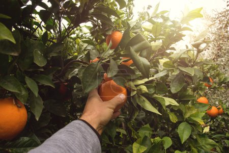 Point of view of hand that collects oranges in an orchard with sunlight.