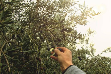 Point of view of hand that collects olives from olive tree.