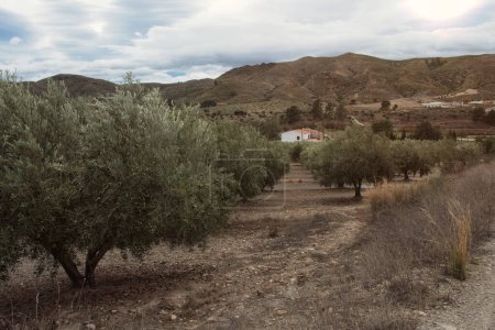 Foto de Olivo huerto lleno de aceitunas maduras antes de la cosecha. - Imagen libre de derechos