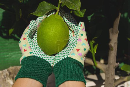 Foto de Jardinero de punto de vista con guantes con limón en la mano. - Imagen libre de derechos