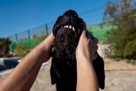 Foto de Punto de vista, Labrador perro jugar con la mujer. - Imagen libre de derechos