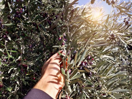 Point of view of hand that collects olives from olive tree.