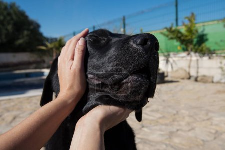 Foto de Punto de vista, Labrador perro jugar con la mujer. - Imagen libre de derechos
