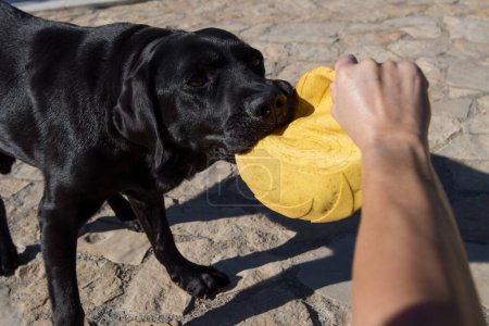 Foto de Punto de vista, juego de perro Labrador con frisbee. - Imagen libre de derechos