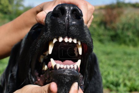 Foto de Primer plano de una mujer abre la boca de un perro y muestra sus dientes. - Imagen libre de derechos