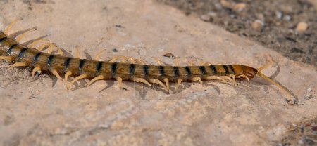 Megarian banded centipede (Scolopendra cingulata) on rock.
