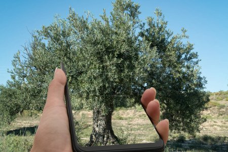 Foto de Imagen compuesta del teléfono móvil con olivo en la naturaleza. - Imagen libre de derechos