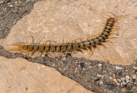 Megarian banded centipede (Scolopendra cingulata) on rock.