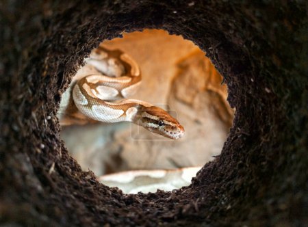Foto de Serpiente asomándose a un agujero de tierra en el suelo, vista desde el subsuelo. - Imagen libre de derechos
