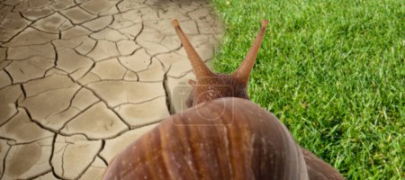 Soft focus of snail viewed from behind on dry cracked ground.