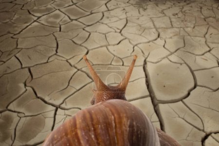 Mise au point douce de l'escargot quand par derrière sur sol fissuré sec.