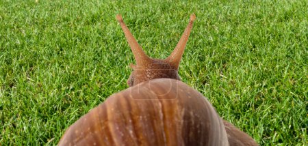 Soft focus of snail viewed from behind on fresh green grass.