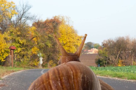 Soft focus of snail travels on the road viewed from behind.