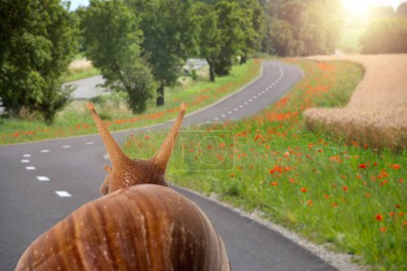 Soft focus of snail travels on the road viewed from behind.