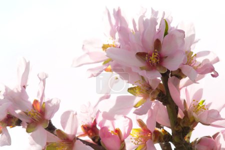 Foto de Resumen fondo borroso flor de almendro en primavera. - Imagen libre de derechos