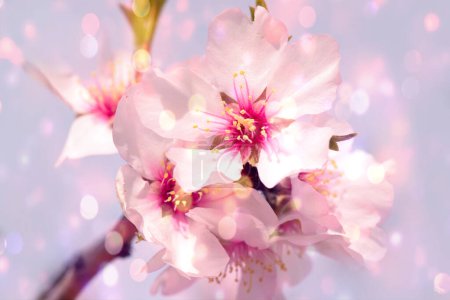 Foto de Resumen borroso y bokeh fondo flores de almendras en primavera. - Imagen libre de derechos