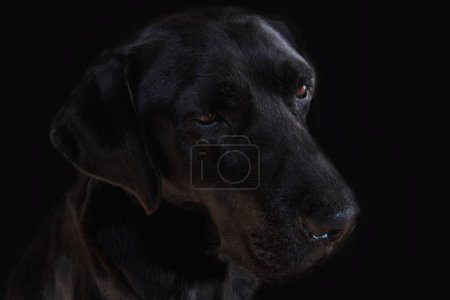 Foto de Cabeza de perro labrador sobre fondo negro - Imagen libre de derechos