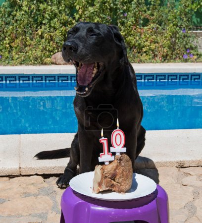 Foto de Divertido perro con pastel de carne de cumpleaños. - Imagen libre de derechos