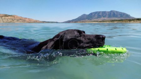 Weich fokussierter Labrador-Hund schwimmt im Fluss mit Spielzeug im Mund.