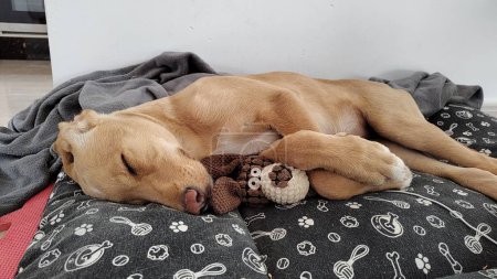 Foto de Lindo perrito durmiendo en la cama - Imagen libre de derechos