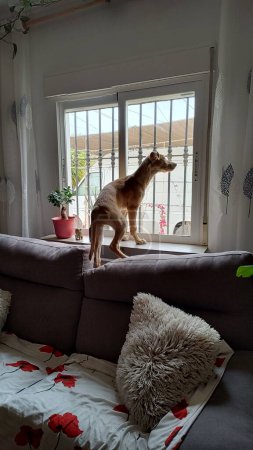 Foto de Un lindo perrito se para en el sofá mirando por la ventana esperando a su dueño. - Imagen libre de derechos
