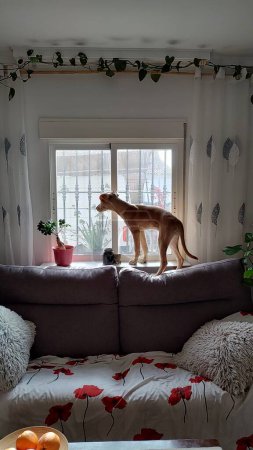 Foto de Un lindo perrito se para en el sofá mirando por la ventana esperando a su dueño. - Imagen libre de derechos
