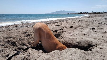 Foto de Lindo cachorro jugando en la playa en las vacaciones de verano, la orilla del océano detrás de él - Imagen libre de derechos
