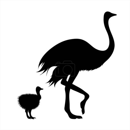 Téléchargez les illustrations : Silhouette vectorielle d'autruche avec bébé autruche. Symbole d'animal sauvage et de famille. - en licence libre de droit