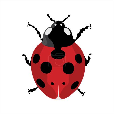 Illustration for Color illustration of ladybug with black spots. Symbol of insect and nature on white backgroud. - Royalty Free Image