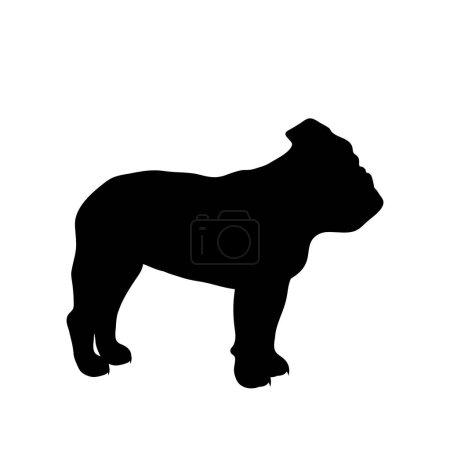 Illustration for Vector silhouette of english bulldog on white background. Symbol of pet and dog. - Royalty Free Image