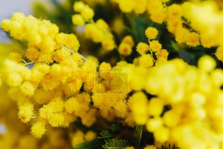 Foto de Yellow mimosa flowers. Spring card with mimosa blossom. 8 March Women Day. - Imagen libre de derechos