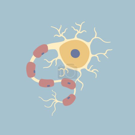 Ilustración de Cerebro humano neurona neurona neurona. Sinapsis, vaina de mielina, cuerpo celular, núcleo, axón y dendritas. Neurología, ilustración vectorial dibujos animados diseño plano clip art - Imagen libre de derechos