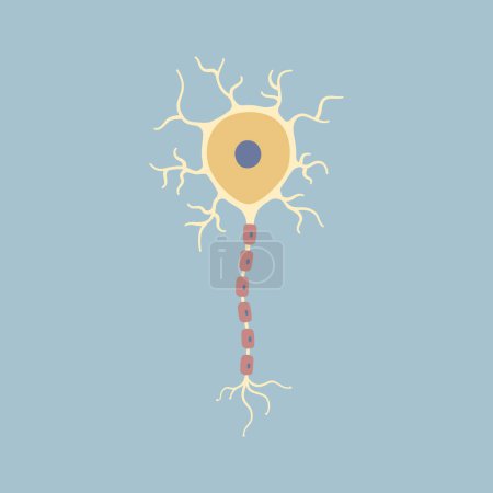 Ilustración de Cerebro humano neurona neurona neurona. Sinapsis, vaina de mielina, cuerpo celular, núcleo, axón y dendritas. Neurología, ilustración vectorial dibujos animados diseño plano clip art - Imagen libre de derechos