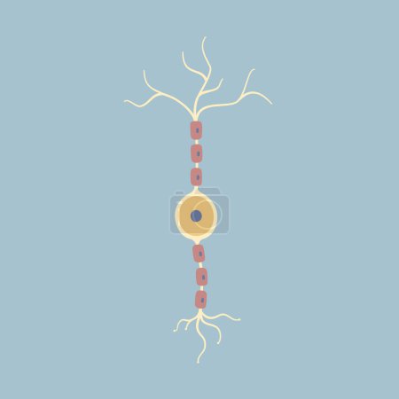 Bipolare Nervenzelle des menschlichen Gehirns. Synapsen, Myelinscheide, Zellkörper, Zellkern, Axon und Dendriten. Neurologie, Vektorillustration Cartoon flache Design Clip Art