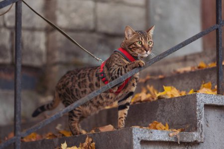 Téléchargez les photos : A beautiful bengal cat walks among yellow leaves on a autumn day. A pet on a walk in city. Domestic cat on stairs. Sweet pet wandering outdor adventure. cat posing on the stairs of an old house. - en image libre de droit