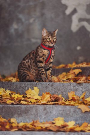 Téléchargez les photos : A beautiful bengal cat walks among yellow leaves on a autumn day. A pet on a walk in city. Domestic cat on stairs. Sweet pet wandering outdor adventure. cat posing on the stairs of an old house. - en image libre de droit