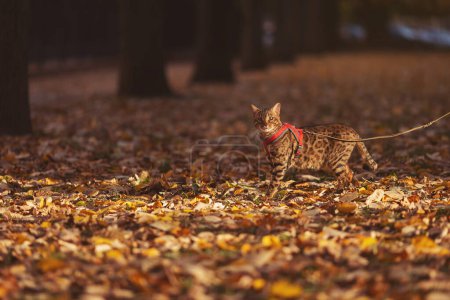 Téléchargez les photos : A beautiful bengal cat walks among yellow leaves on a autumn day. A pet on a walk in nature. Autumn vacation. Domestic cat walking on a leash in the fall park. Sweet pet wandering outdor adventure. - en image libre de droit