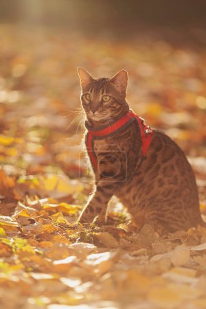 Téléchargez les photos : A beautiful bengal cat walks among yellow leaves on a autumn sunny day. A pet on a walk in nature. Domestic cat walking on a leash in the fall park. Sweet pet wandering outdor adventure. - en image libre de droit