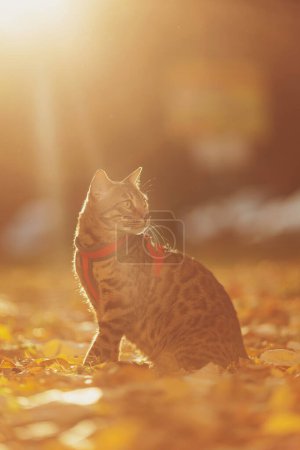 Téléchargez les photos : A beautiful bengal cat walks among yellow leaves on a autumn sunny day. A pet on a walk in nature. Domestic cat walking on a leash in the fall park. Sweet pet wandering outdor adventure. - en image libre de droit