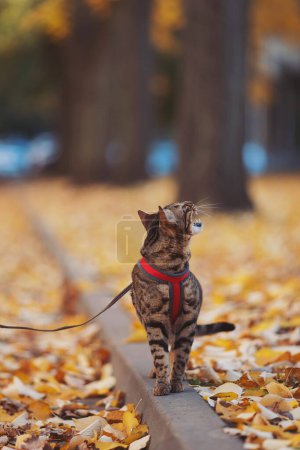 Téléchargez les photos : A beautiful bengal cat meowing and walks among yellow leaves on a autumn day. A pet on a walk in nature. Domestic angry cat walking on a leash in the fall park. Sweet pet wandering outdor adventure. - en image libre de droit