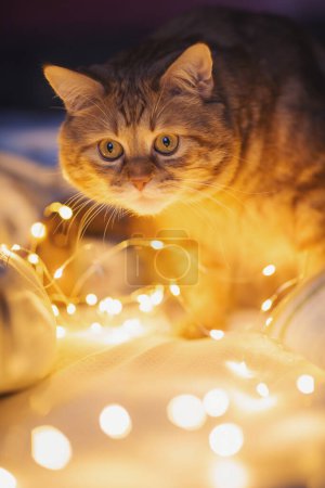 Photo for Red tabby cat lit by warm light of garlands. Close-up of the cat's face. Yellow round bokeh.Christmas cat.World Cat Day. Adorable cat lying on cozy bed with christmas golden lights bokeh. - Royalty Free Image