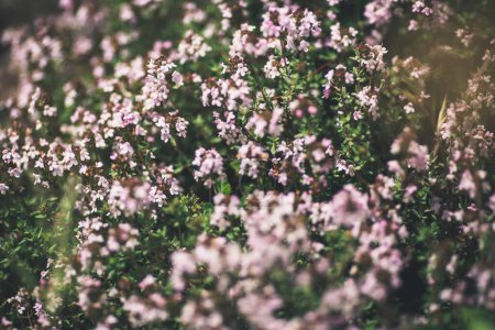Photo for Pink flowers, herb thyme, eco-friendly Thymus serpyllum in a mountain forest. Medicinal and aromatic plants for the garden. Small purple flowers-honey plants.Blooming breckland thyme ,Thymus serpyllum - Royalty Free Image
