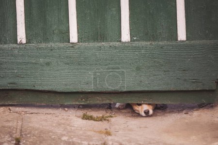 Téléchargez les photos : Le chien brun regarde sous la porte. Chien attendant le retour du propriétaire. Un chien enfonce son museau dans un trou dans la barrière pour renifler qui passe et protéger la maison - en image libre de droit