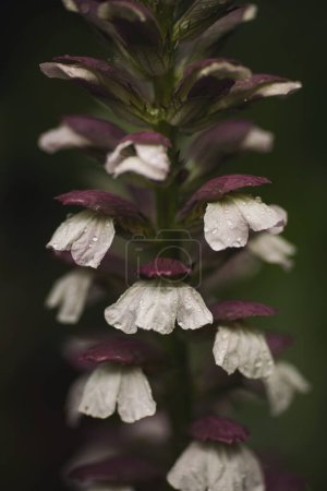 Photo for Acanthus flowers on dark green background closeup, Acanthus mollis. A closeup shot of beautiful Acanthus spinosus flowers on a blurred background. - Royalty Free Image