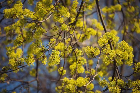 schöner Ahornbaum während der Frühjahrsblüte, Nahaufnahme von Ahornzweigen mit Blüten, Frühlingswetter im Wald, Details