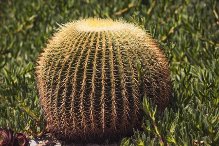 El hermoso cactus grande plantado en un jardín botánico. Un gran cactus redondo. Cactus en un jardín italiano